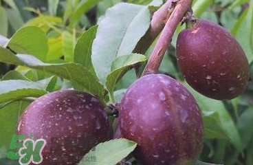 黑桃是什么水果？吃黑桃有什么好處？