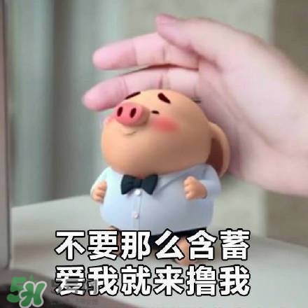 豬小屁表情包是什么？豬小屁表情包為什么這么火？