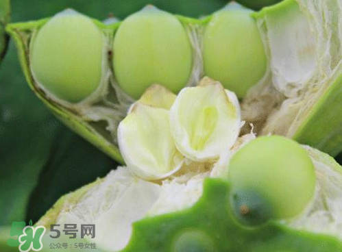 蓮蓬可以泡水喝嗎？蓮蓬泡水的功效與作用