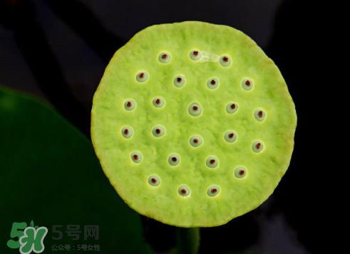 吃蓮蓬長胖嗎？吃蓮蓬會胖嗎？