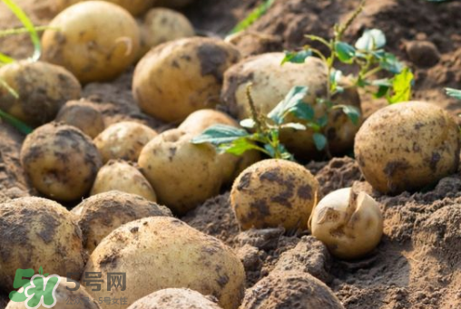 7月份能種土豆嗎？土豆7月怎樣種植？