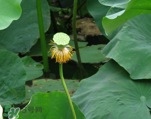 蓮蓬是什么樣子？蓮蓬是怎么長(zhǎng)出來(lái)的？