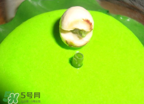 新鮮蓮子可以種嗎？新鮮蓮子能種出荷花嗎？