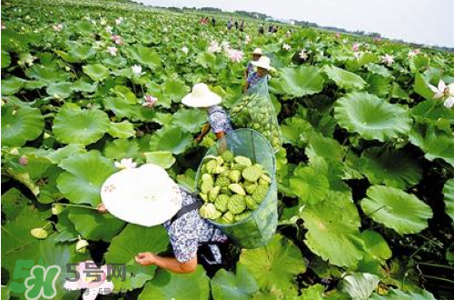 新鮮蓮子可以種嗎？新鮮蓮子能種出荷花嗎？