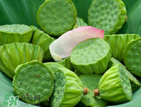 新鮮蓮子多少錢(qián)一斤？新鮮蓮子哪里有賣(mài)？