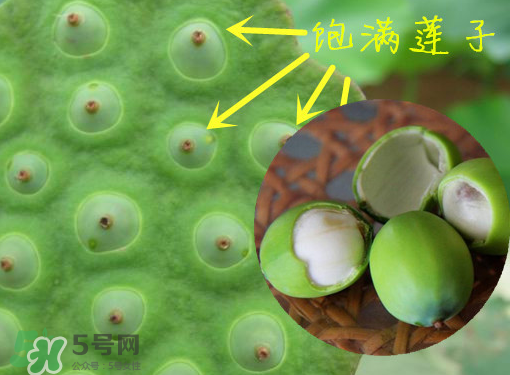新鮮蓮子有什么功效？新鮮蓮子一次吃多少？