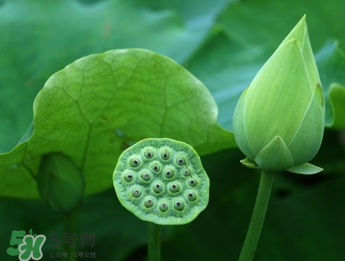 新鮮蓮蓬可以去胎毒嗎？蓮蓬煮水可以去胎毒嗎？