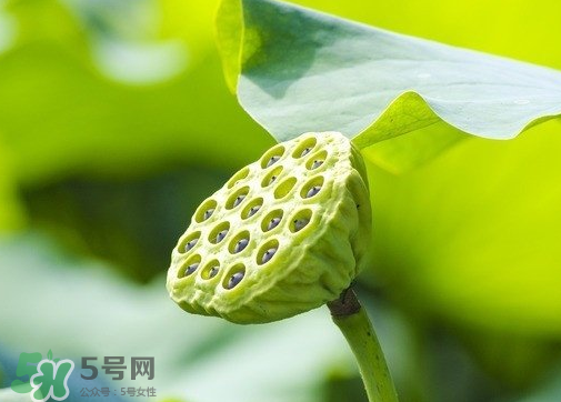 新鮮蓮蓬可以去胎毒嗎？蓮蓬煮水可以去胎毒嗎？
