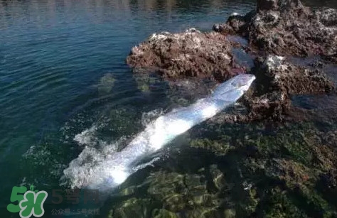 皇帶魚吃什么？皇帶魚吃人嗎？