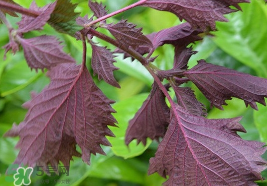 紫蘇是什么植物？紫蘇是發(fā)物嗎？