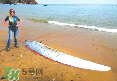 皇帶魚好吃嗎？皇帶魚和帶魚的區(qū)別