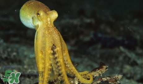 八帶魚怎么洗？八爪魚怎么處理干凈