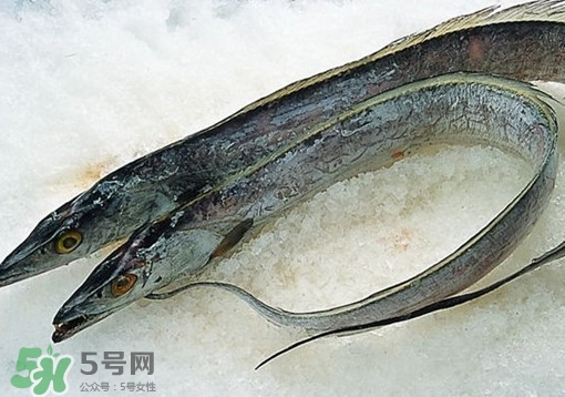 帶魚為什么都是死的？帶魚為什么出水就死？