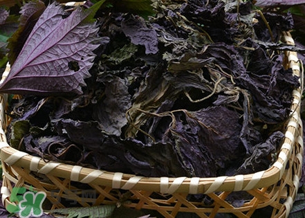 紫蘇是什么植物？紫蘇是發(fā)物嗎？