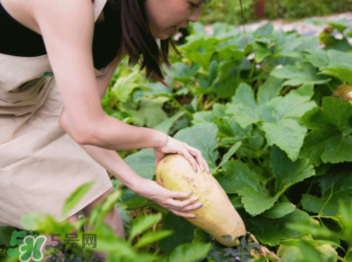 入伏種什么菜？入伏適合種哪些蔬菜？
