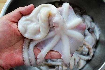 章魚(yú)是魚(yú)嗎？章魚(yú)有什么營(yíng)養(yǎng)價(jià)值？