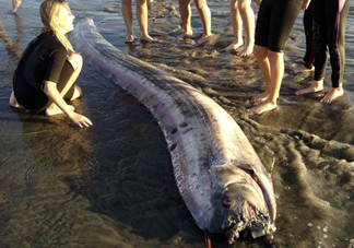皇帶魚吃什么？皇帶魚吃人嗎？