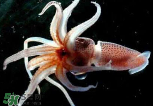 章魚是烏賊嗎？章魚與烏賊的區(qū)別