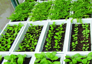 入伏種什么菜？入伏適合種哪些蔬菜？