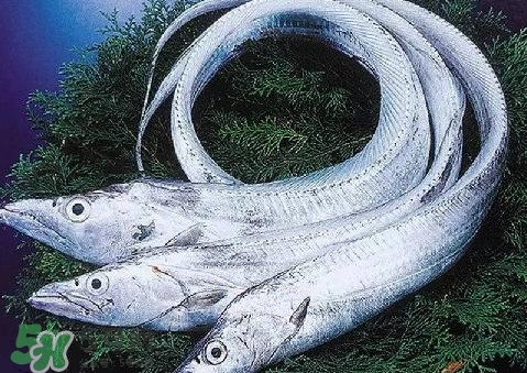 帶魚為什么都是死的？帶魚為什么出水就死？