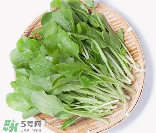 雞毛菜有什么營(yíng)養(yǎng)價(jià)值？雞毛菜的功效與作用