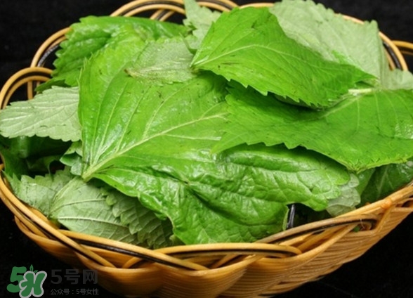 新鮮紫蘇葉怎么吃？紫蘇葉的吃法