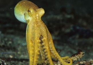 八帶魚怎么洗？八爪魚怎么處理干凈
