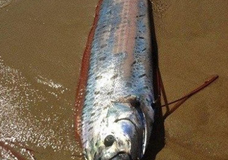 皇帶魚多少錢一斤？皇帶魚的價(jià)格