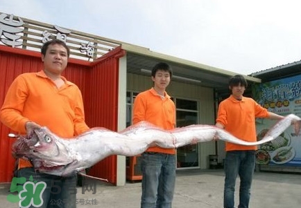 皇帶魚好吃嗎？皇帶魚和帶魚的區(qū)別