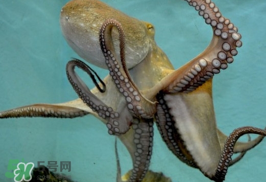 章魚是烏賊嗎？章魚與烏賊的區(qū)別