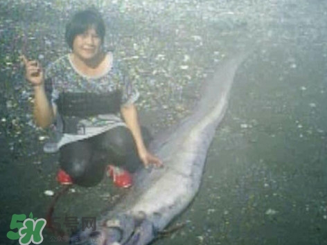 皇帶魚好吃嗎？皇帶魚和帶魚的區(qū)別