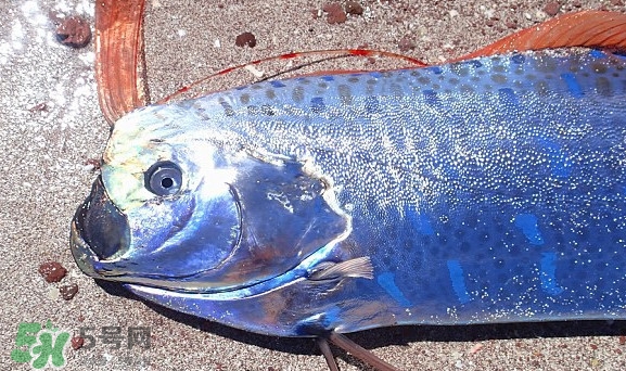 皇帶魚吃什么？皇帶魚吃人嗎？