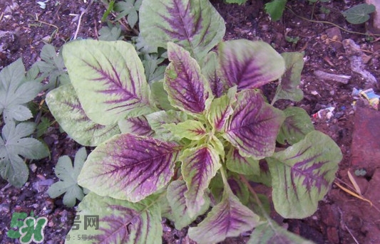 紫蘇是莧菜嗎？紫蘇和莧菜的區(qū)別