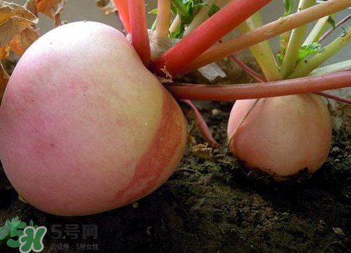 頭伏蘿卜二伏菜是什么意思？頭伏種什么菜？