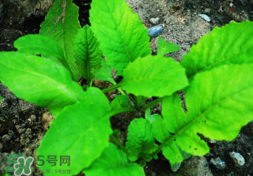 頭伏蘿卜二伏菜是什么意思？頭伏種什么菜？