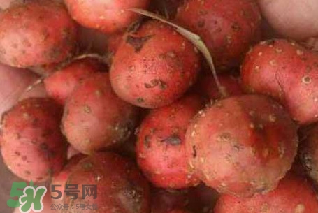 野地瓜是什么？野地瓜好吃嗎