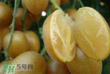 黃皮果可以減肥嗎？黃皮果能減肥嗎