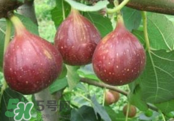 無(wú)花果什么品種最好？無(wú)花果哪種品種好吃