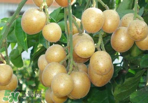 黃皮果可以放冰箱嗎？黃皮果可以放多久