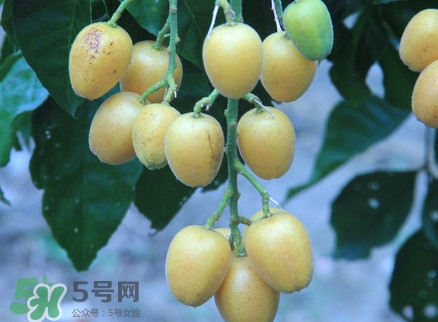 黃皮果什么人不能吃？黃皮果不能和什么一起吃