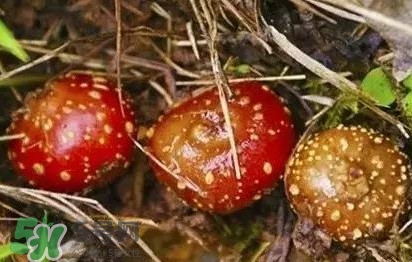野地瓜是什么？野地瓜好吃嗎