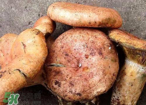 重陽菌可以種植嗎？重陽菌為什么不能人工種植？