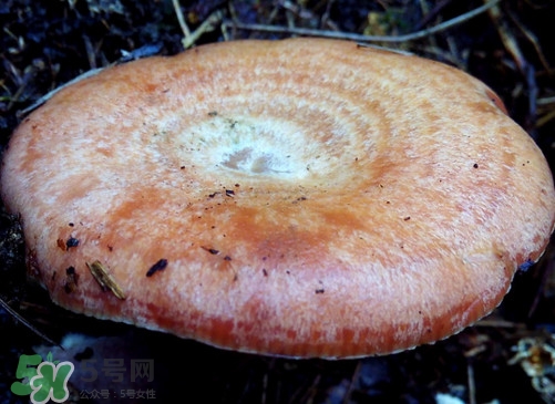 重陽菌什么時(shí)候有？重陽菌不能與什么食物一起吃