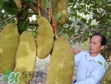木菠蘿怎樣才算熟？木菠蘿怎么切？