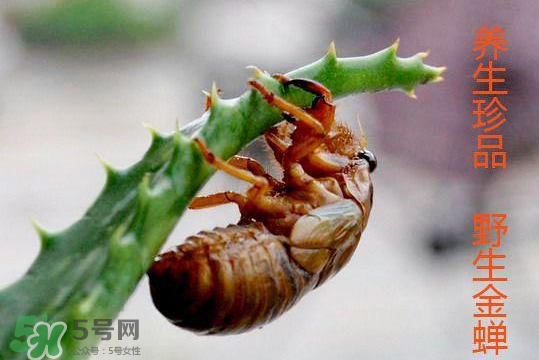 知了吃什么？知了吃什么食物？
