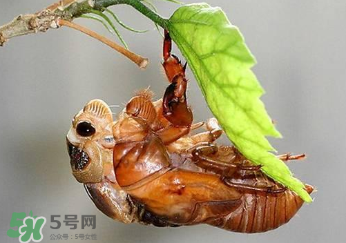 知了猴可以人工養(yǎng)殖嗎？知了猴怎么養(yǎng)殖？