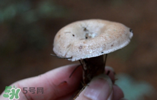 重陽菌什么時(shí)候有？重陽菌不能與什么食物一起吃