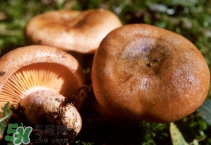 重陽(yáng)菌怎么做好吃？吃重陽(yáng)菌有什么好處