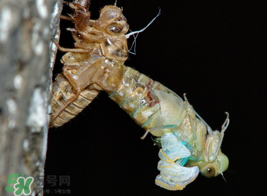 金蟬什么時(shí)候出來(lái)？金蟬什么時(shí)候出土？