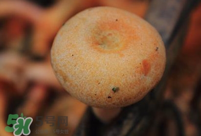 重陽菌可以種植嗎？重陽菌為什么不能人工種植？